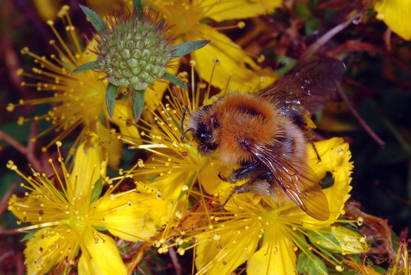 Bombus cfr pascuorum